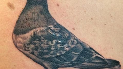Black-And-Grey-Pigeon-Tattoo-Design